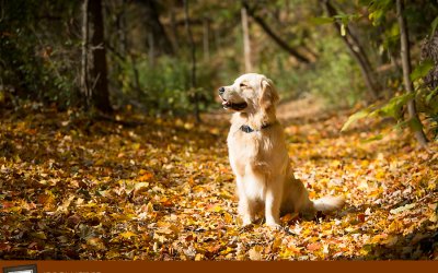 Project 52 – Fall | Pet Photography Session in Ontario