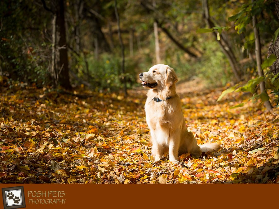 Project 52 – Fall | Pet Photography Session in Ontario