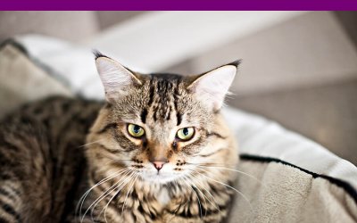 Adoptables – TAS North Region | Pet Portrait Photography