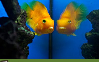 Project 52 – Motion | Toronto Pet Photographer