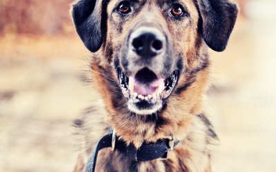 2011 Posh Pets Recap | Toronto Pet Photographer