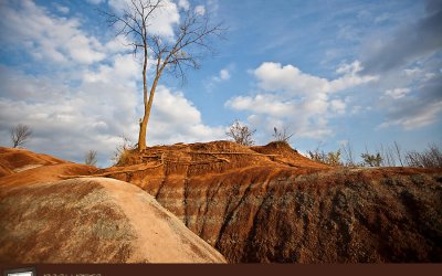 Project 52 – Wide Open | Toronto Pet Photographer