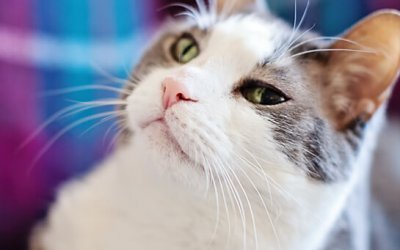 Project 52 – From The Hip | Ontario Pet Photographer