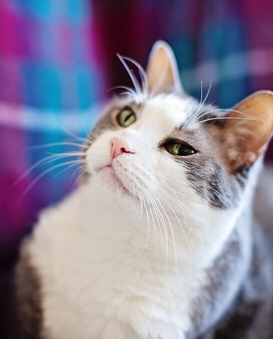 Project 52 – From The Hip | Ontario Pet Photographer