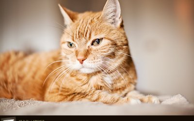 Project 52 – Favourite Things | Pet Photography Toronto