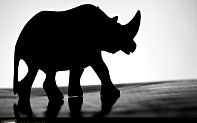 Project 52 – Silhouette | Ontario Pet Photographer