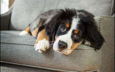 Mentoring – A Chance to Learn from the Best | Toronto Dog Photographer