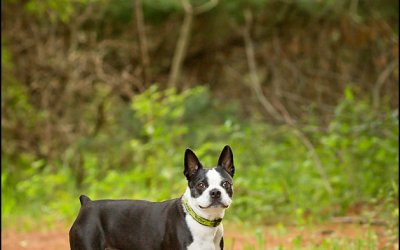 Dougie, the Boston | Southern Ontario Dog Photographer