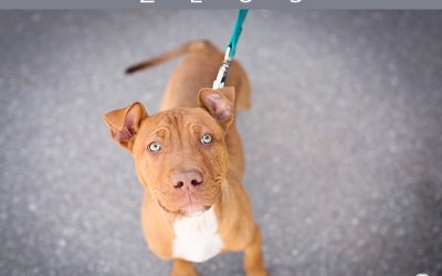 Adoptables – Toronto Animal Services | Toronto Pet Photographer