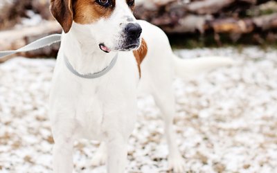 2012 Posh Pets Photography Recap | Toronto, Ontario