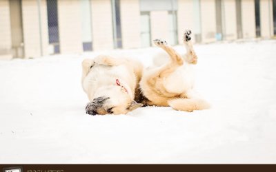 Project 52 – Seasonal Fun | Toronto Exclusive Pet Photographer