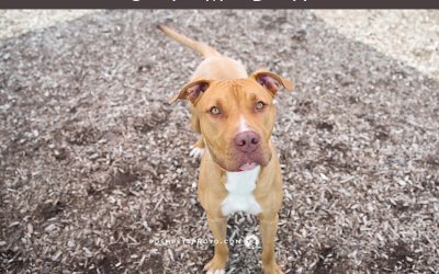 Adoptables – Toronto Animal Services | Toronto Pet Photographer