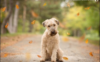 Gus – Boutique Session | Toronto Dog Photographer