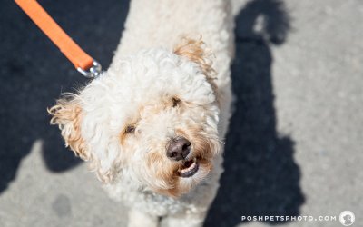 Pampered Pooches – Part 3 | Toronto Dog Event Photography