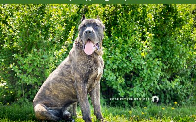 Adoptables – Toronto Animal Services | Pet Photographer
