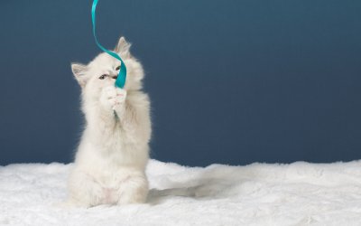 Mochi – An ‘Engaged’ Kitten | Posh Pets Studio™