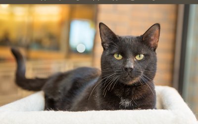 Adoptables – Toronto Animal Services | Southern Ontario Pet Photographer