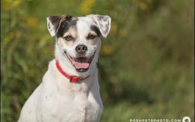 Toby – A dog in the City |Toronto Pet Photography
