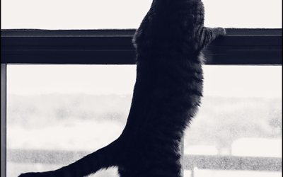 Project 52 – Silhouette | Toronto Pet Photography