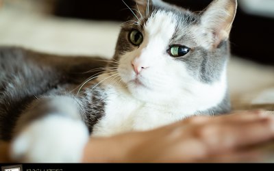 Project 52 – Bedtime | Toronto Pet Photography