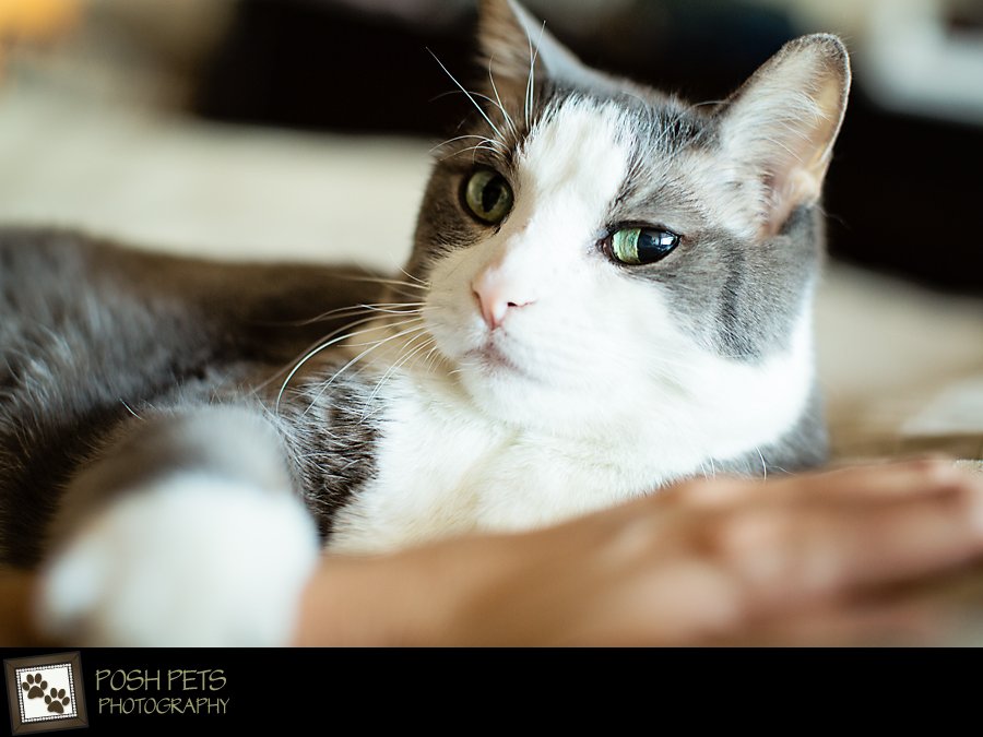 Project 52 – Bedtime | Toronto Pet Photography