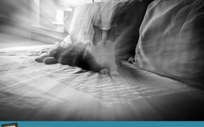 Project 52 – Blur | Toronto Pet Photographer