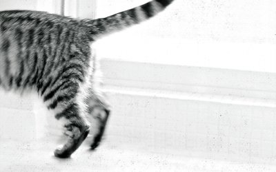 Project 52 – ‘Tails’ from the ‘Other Side’ | Pet Photographers in Toronto