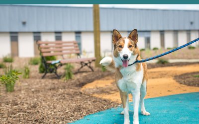 Adoptables – Toronto Animal Services | Dog Photography in Toronto