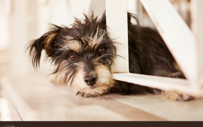 A Working Dog in Ein Gedi | Dog Photography Israel