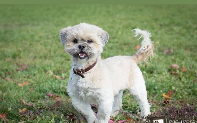 Adoptables – Toronto Animal Services (North) – Toronto Volunteer Pet Photographer