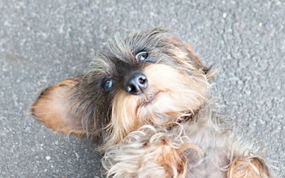 Out and About in Den Haag | The Hague Pet Photography