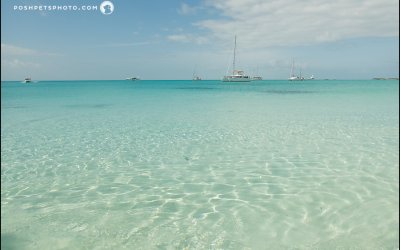 Finding Pigs who Swim in Exuma, The Bahamas.