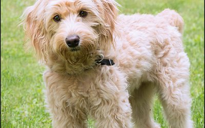 SwissRidge Doodle Romp – Part II | Dog Portrait Photographer