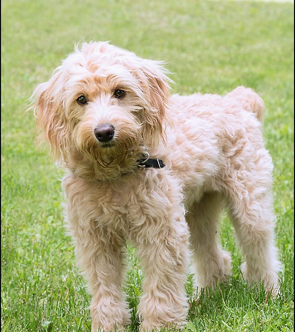 SwissRidge Doodle Romp – Part II | Dog Portrait Photographer