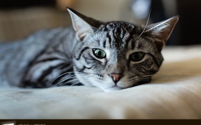 Baxter – A Cat About Town…Comes Home | Exclusive Toronto Pet Photographer