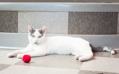 Adoptables – Toronto Animal Services | Photographer in Toronto