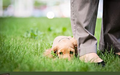 Project 52 – Pets & People – Dog Photography in Europe