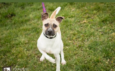 Adoptables – Toronto Animal Services North | Toronto Dog Photographer