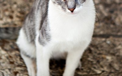 Jerusalem Cats | Toronto Pet Photographer in Israel