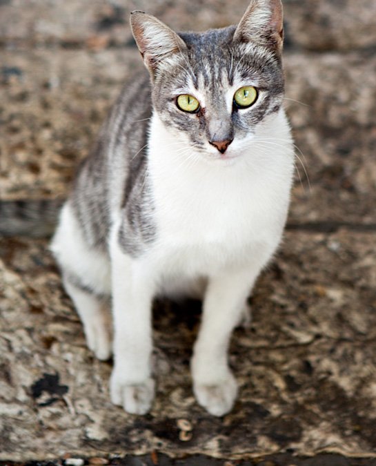 Jerusalem Cats | Toronto Pet Photographer in Israel