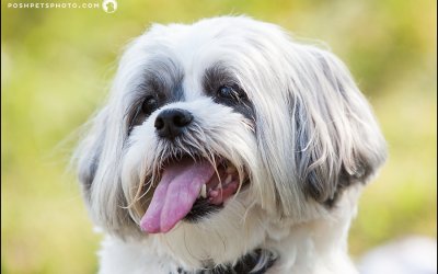 MacLeod | Toronto Dog Photographer