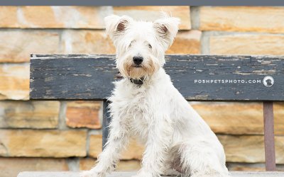 Adoptables – Toronto Animal Services | Toronto Pet Photographer