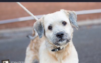 Adoptables – Toronto Animal Services | Shelter Dog & Cat Photographer in Toronto