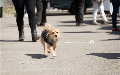 Pampered Pooches Wrap-Up Part 2 | Toronto Dog Event
