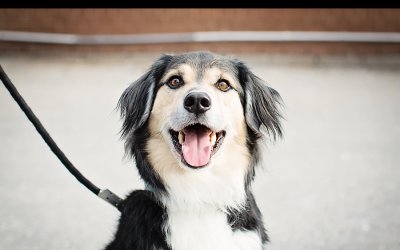 Adoptables – Toronto Animal Services | Pet Photographer Canada