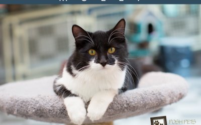 Adoptables – Toronto Animal Services | Professional Cat Photographer in Toronto