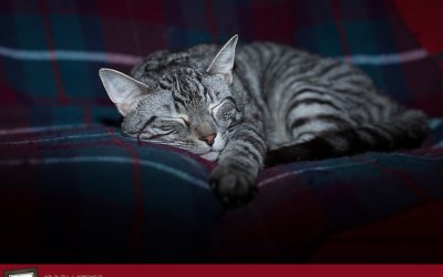 Project 52 – New Technique | Pet Photographers in Toronto