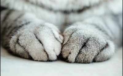 Project 52 – Body Parts | Toronto Pet Photographer