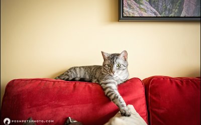 Happy Gotcha Day! | Toronto Pet Photographer