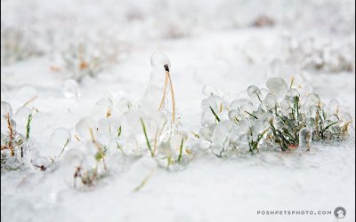 Toronto Ice Storm 2013 | Pet Photography